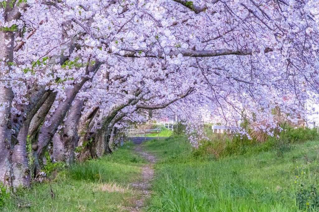 小川の桜（３）