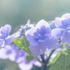 紫陽花の下田公園（５）
