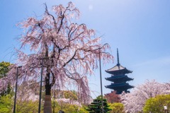 京都の春（21）