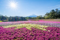 富士山芝桜まつり（１）