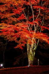 夕焼けの渚・紅葉まつり（12）