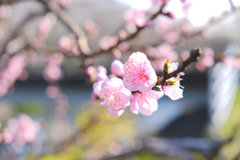春が来た（５）