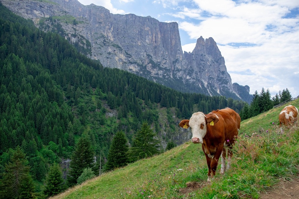 アルぺ・デ・シウジ（10）