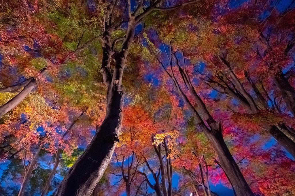 紅葉の回廊（３）