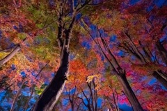 紅葉の回廊（３）