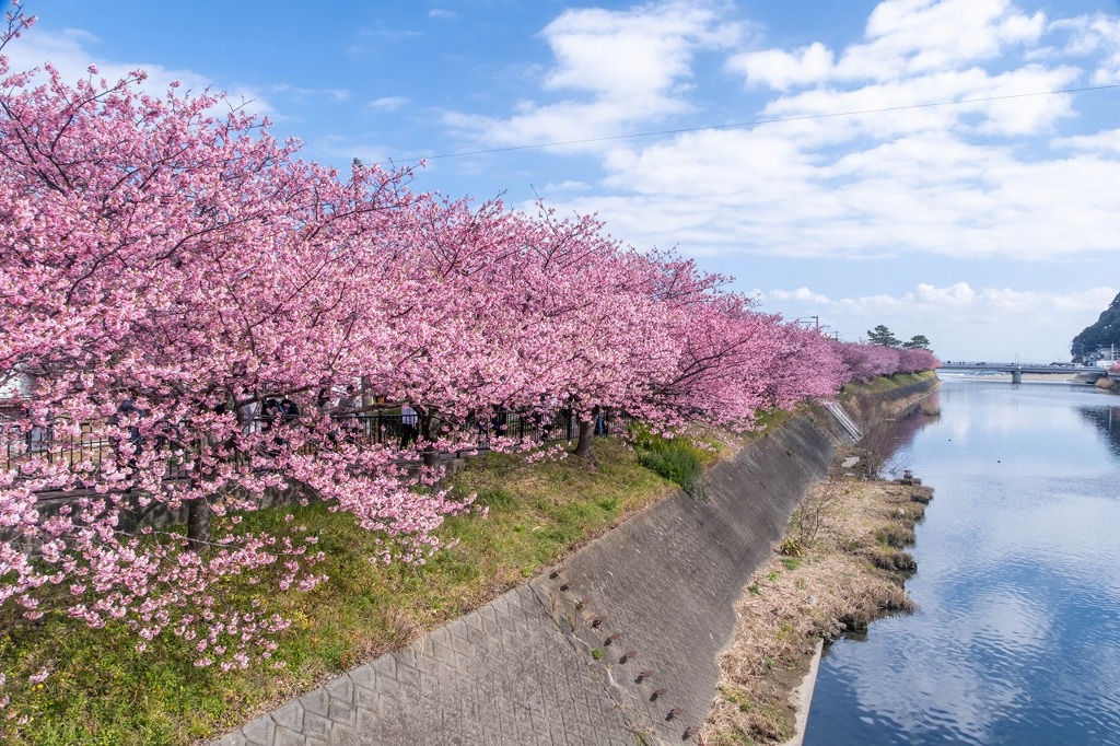 河津桜まつり（７）