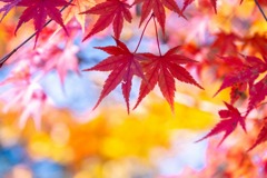 軽井沢の秋（７）