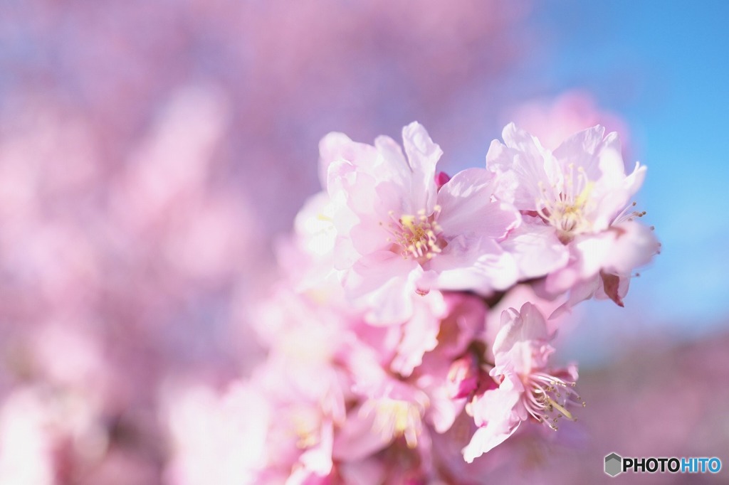 芽吹き
