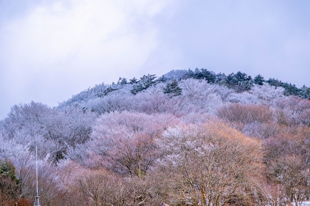 12月の高知（46）