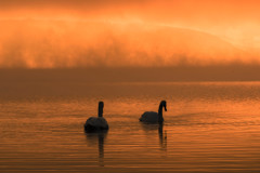 霧に煙る山中湖（２）