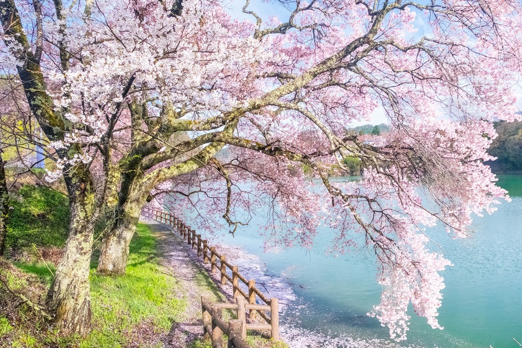 高遠湖の桜（３）
