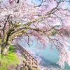 高遠湖の桜（３）