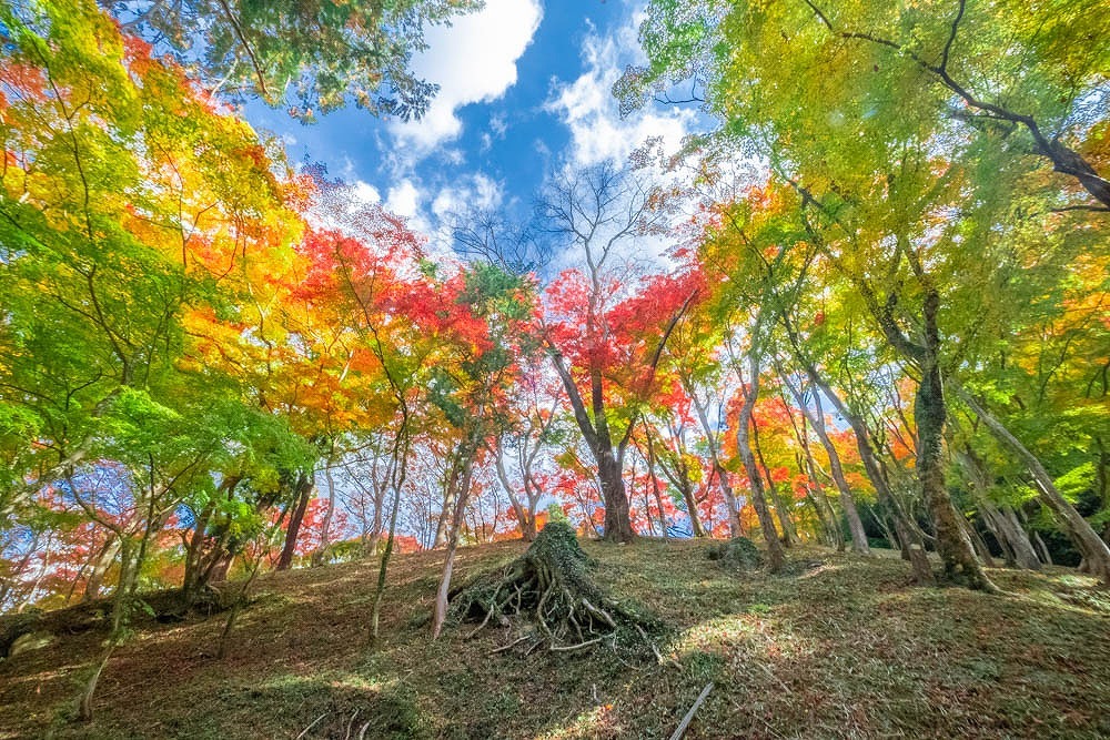 香嵐渓（７）