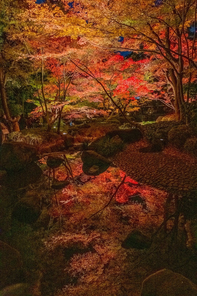 大田黒公園のライトアップ（７）