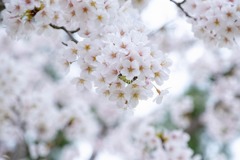 高田城と桜（８）