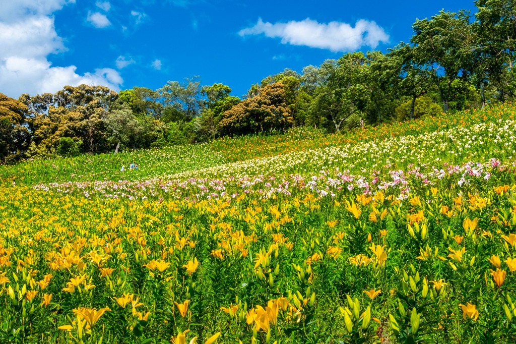 可睡ユリの園（１０）