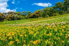 可睡ユリの園（１０）