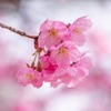 上田の春（34）