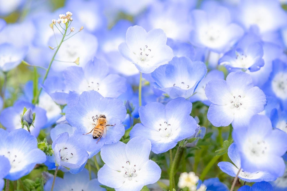 花の都のゴールデンウィーク（５）