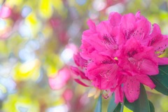 修善寺虹の里（７）