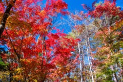 軽井沢の秋（16）