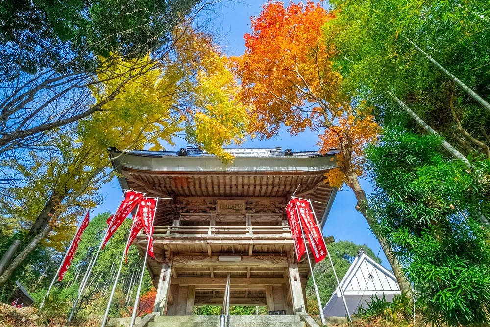 小原四季桜（10）
