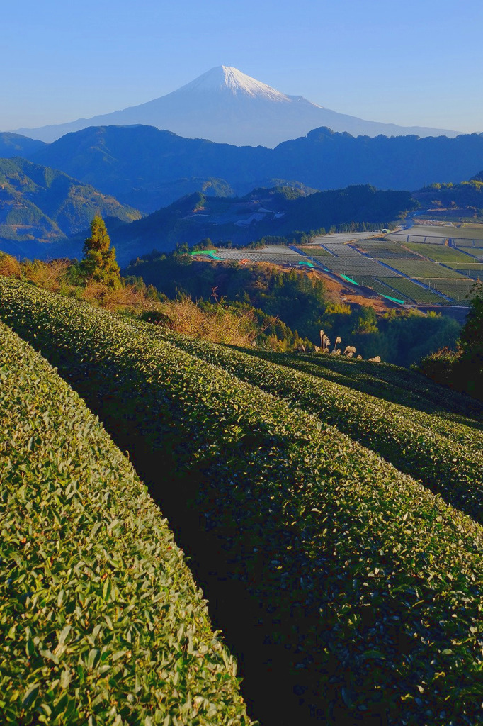 富士山と茶畑５