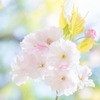 ゴールデンウィークの山中湖（４）