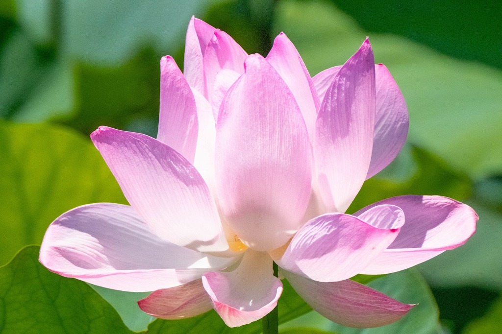 蓮の花（４）