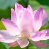 蓮の花（４）