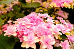 加茂荘花鳥園（22）