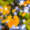 秋の戸隠（５）