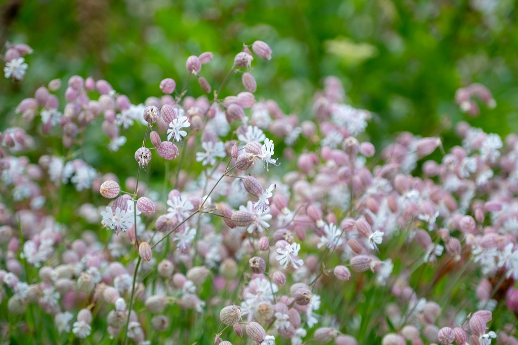 アルぺ・デ・シウジ（11）