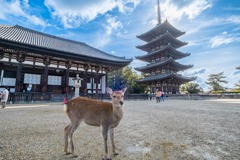 秋の奈良（２）