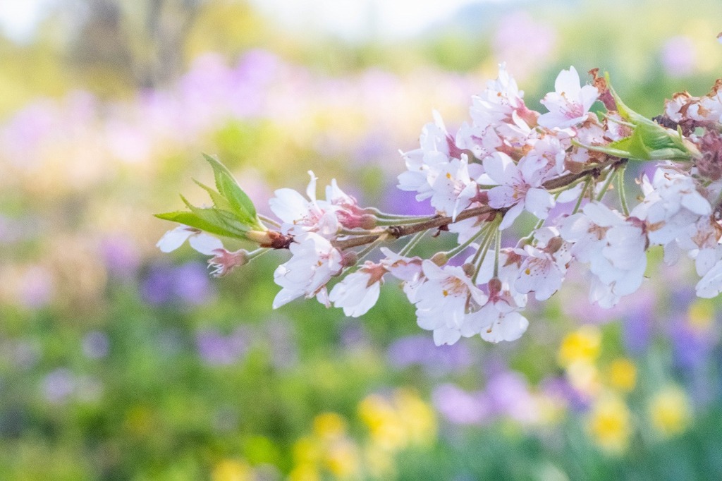 ワニ塚の桜（２）