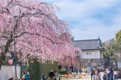 名古屋城桜まつり（２）