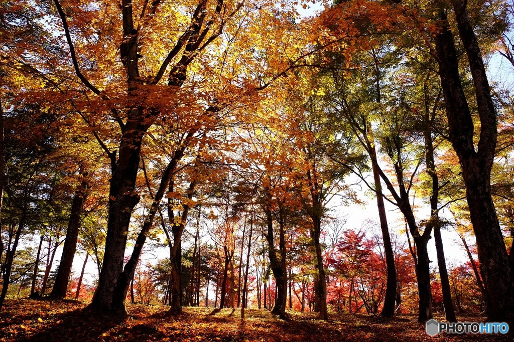 山中湖の紅葉８
