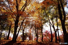 山中湖の紅葉８