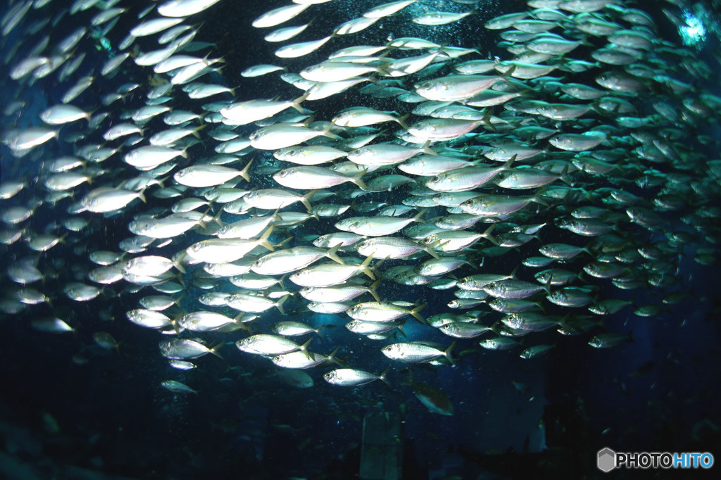 水族館を潜る３