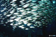 水族館を潜る３