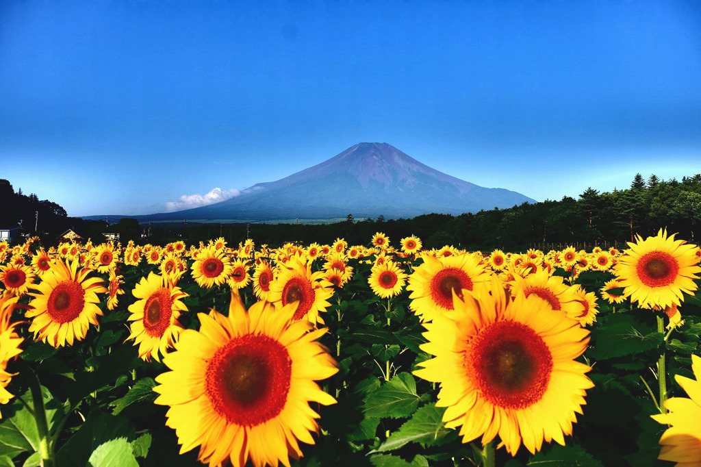 ２０１６年山中湖の夏（２）