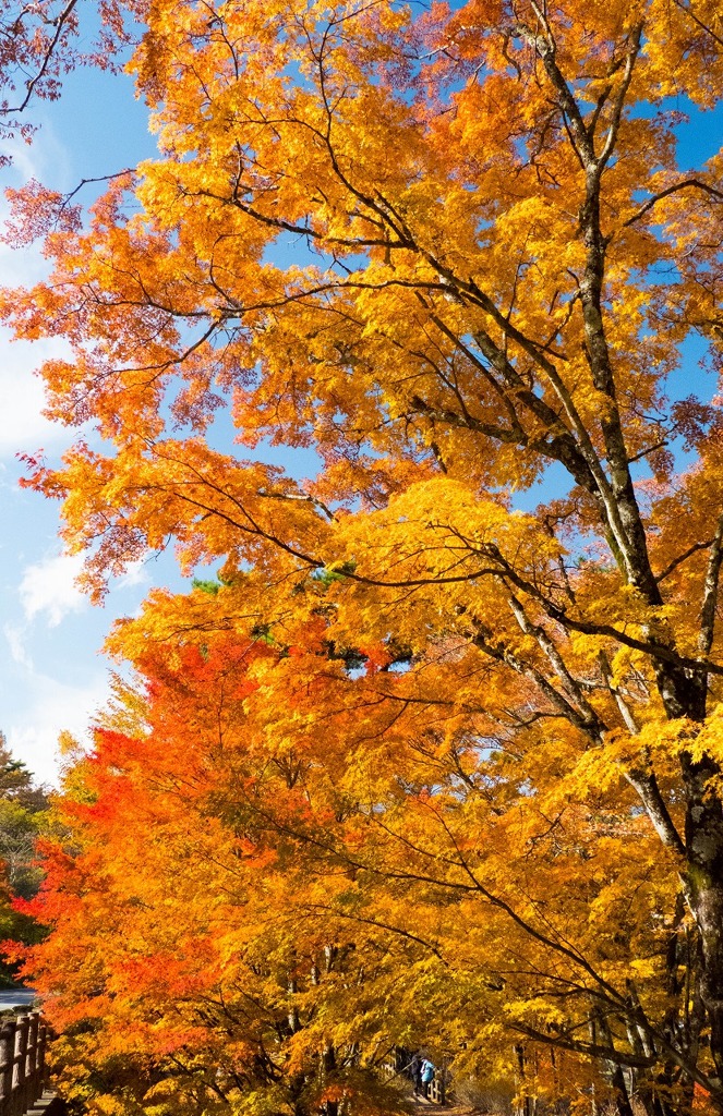 山中湖の紅葉（４）