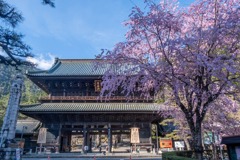 久遠寺の春（２）