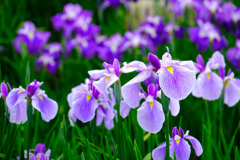 加茂荘花鳥園（２）