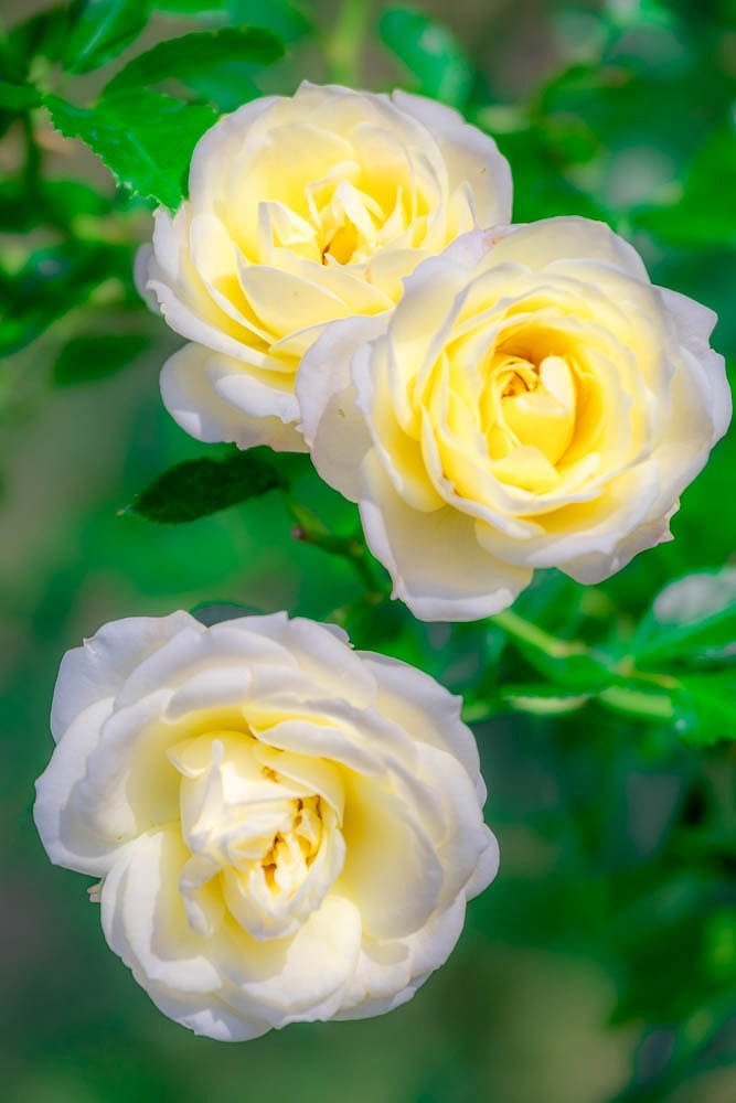 島田ばらの丘公園（２）