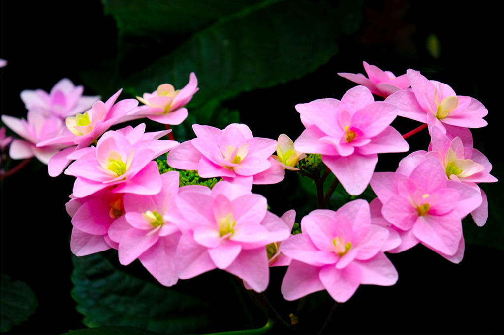 加茂荘花鳥園（12）