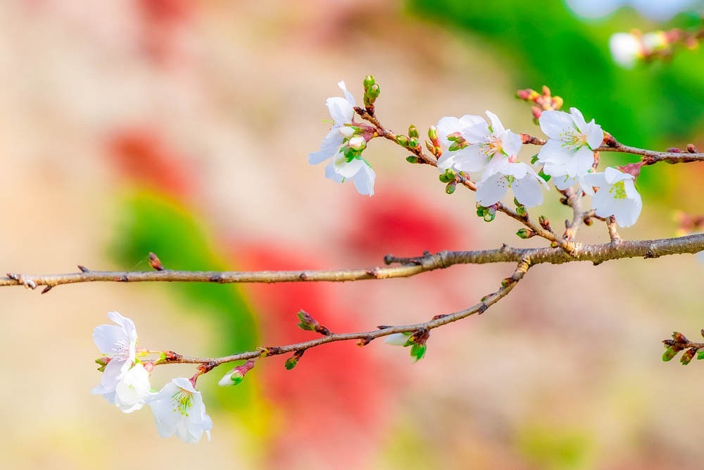 小原四季桜（８）