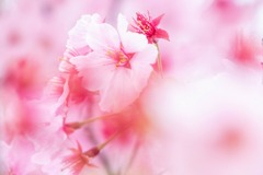 さくら（５）