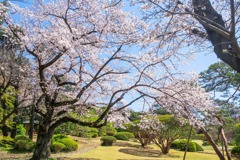 2020年東京の春（18）