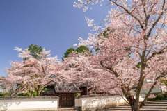 京都の春（10）